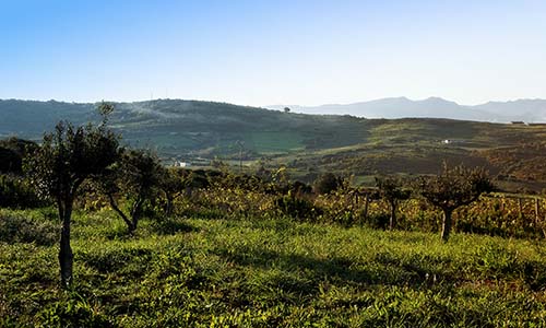 B&B La Pinnetta: the view from our olive grove.