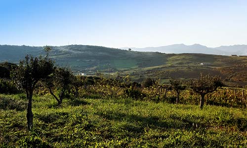 B&B La Pinnetta: il panorama dal nostro uliveto.